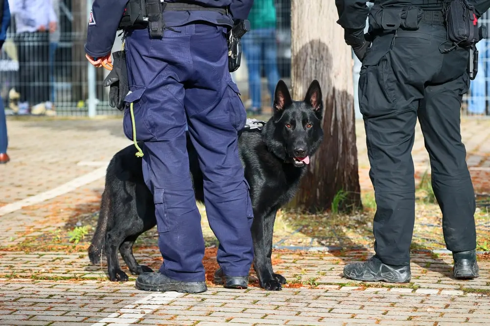 Guía canino junto a su perro policía negro adiestrado durante un ejercicio del Servicio Cinológico.